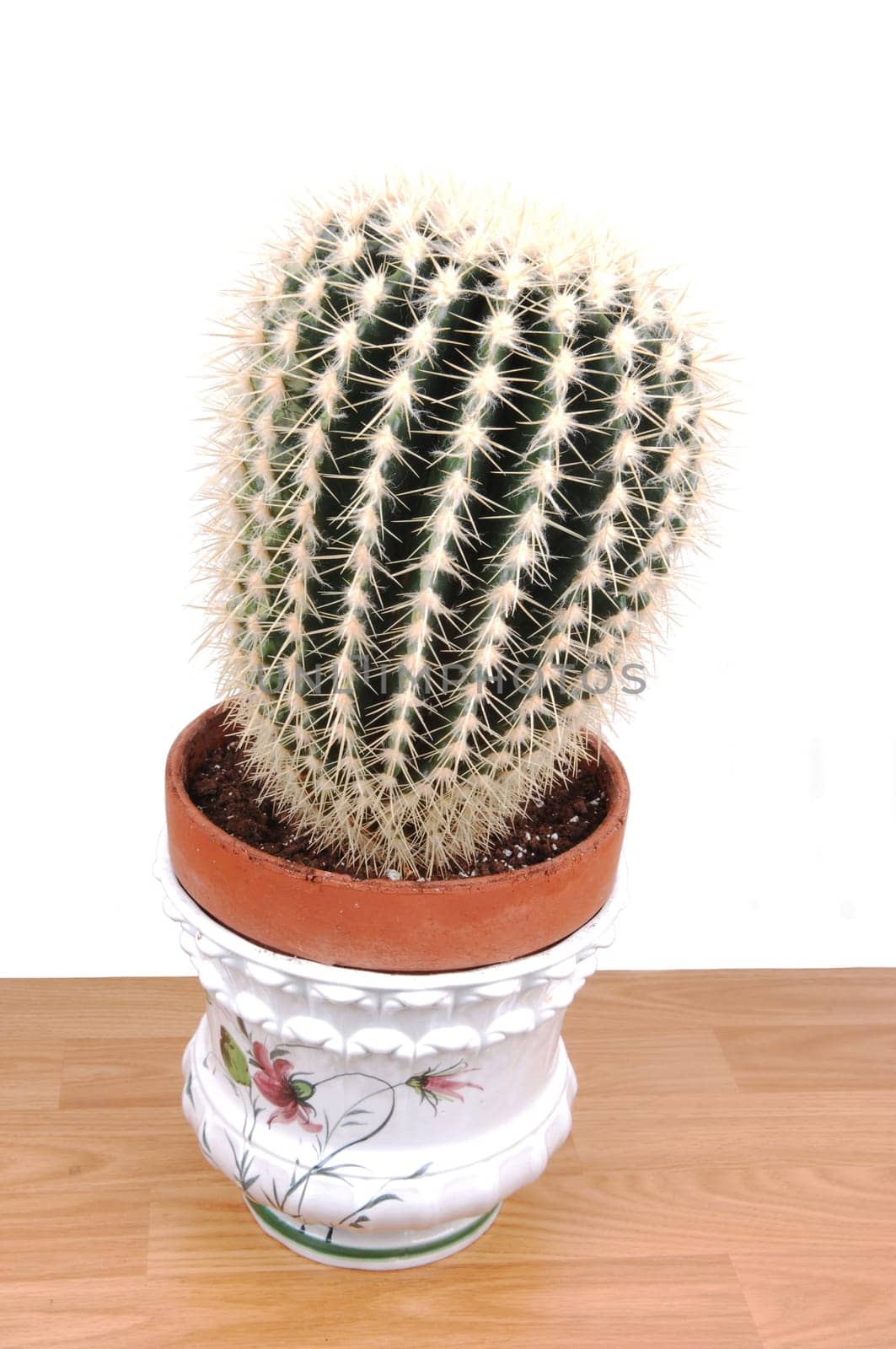 A big cactus in an pot.