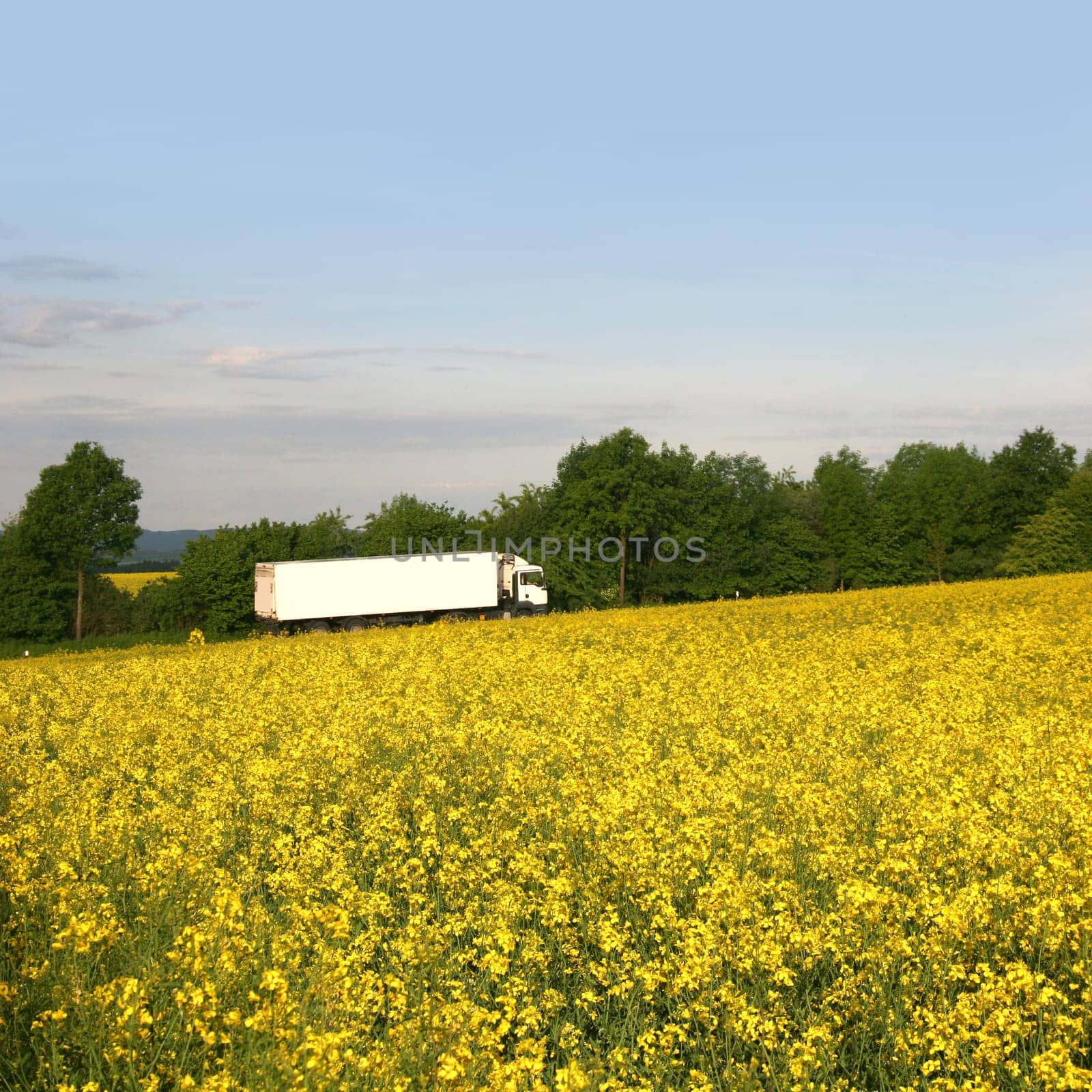White truck on highway with rapeseed field