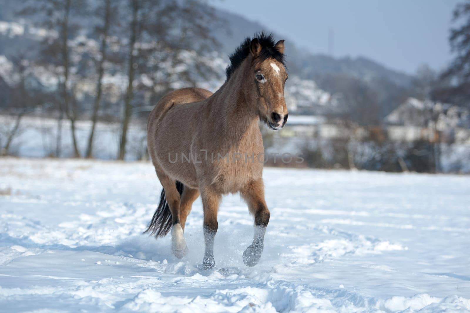 Snow Fight