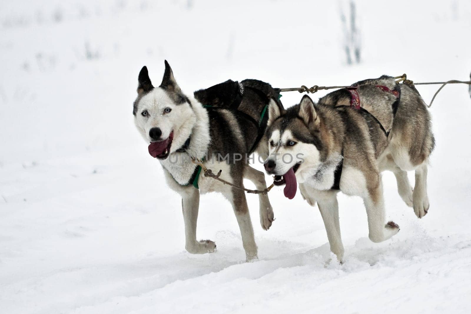 Sled Dog Race Tettau