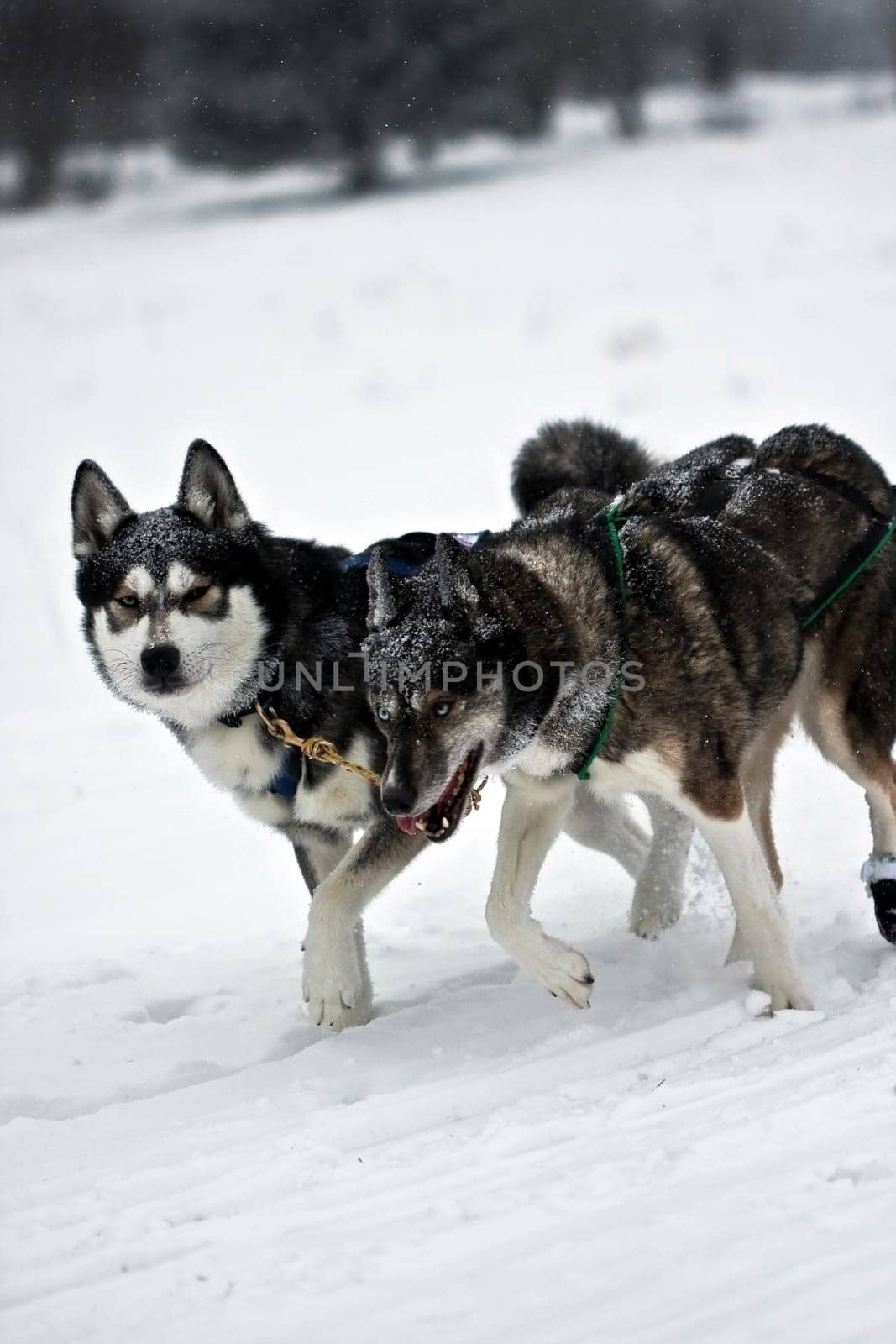 Sled dog race Tettau ..