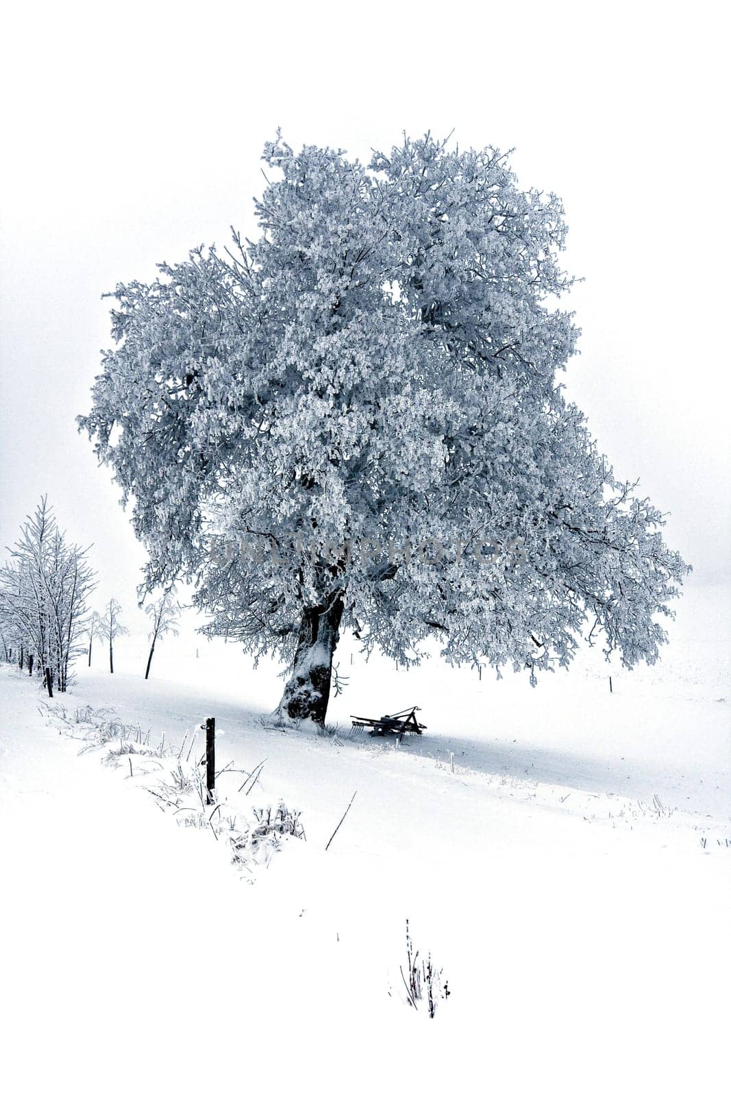 Winter magic...