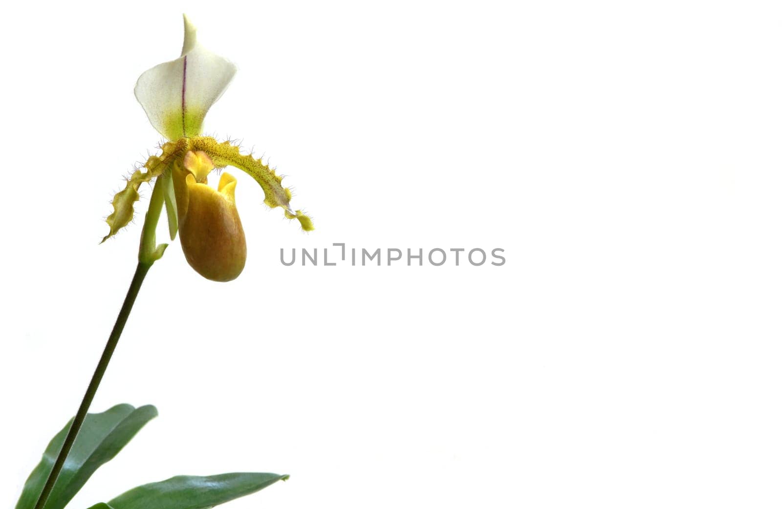 Lady's slipper