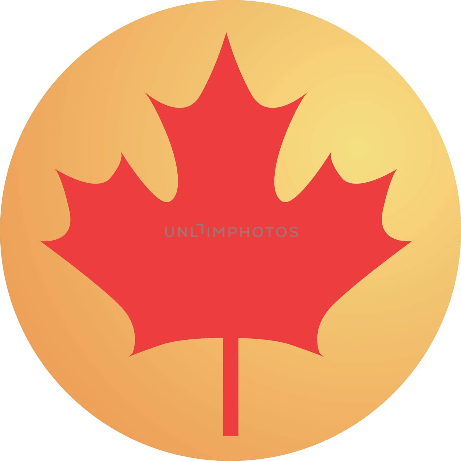Maple