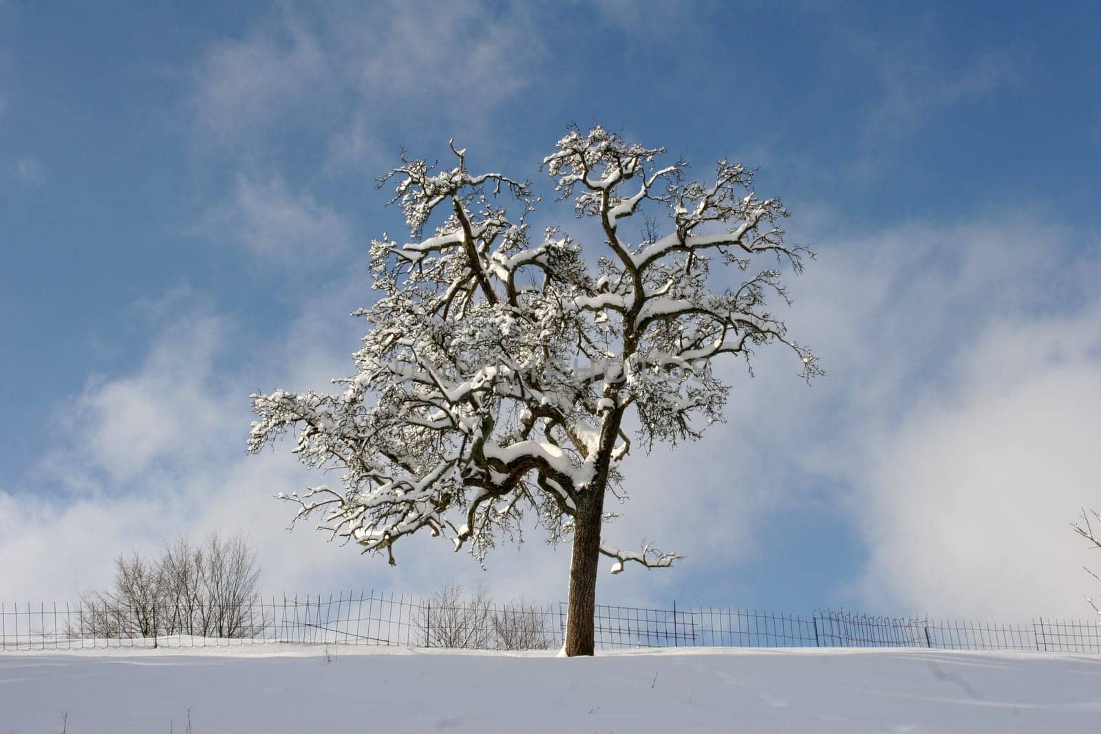 Snow Tree