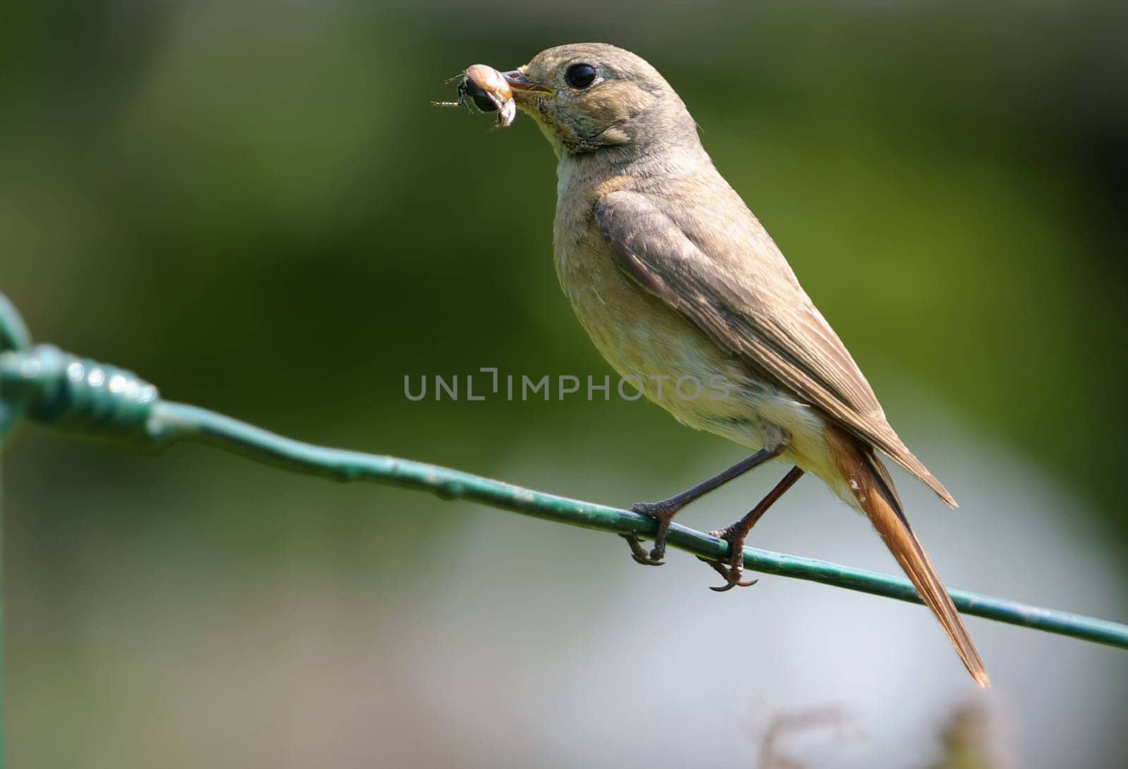 common redstart