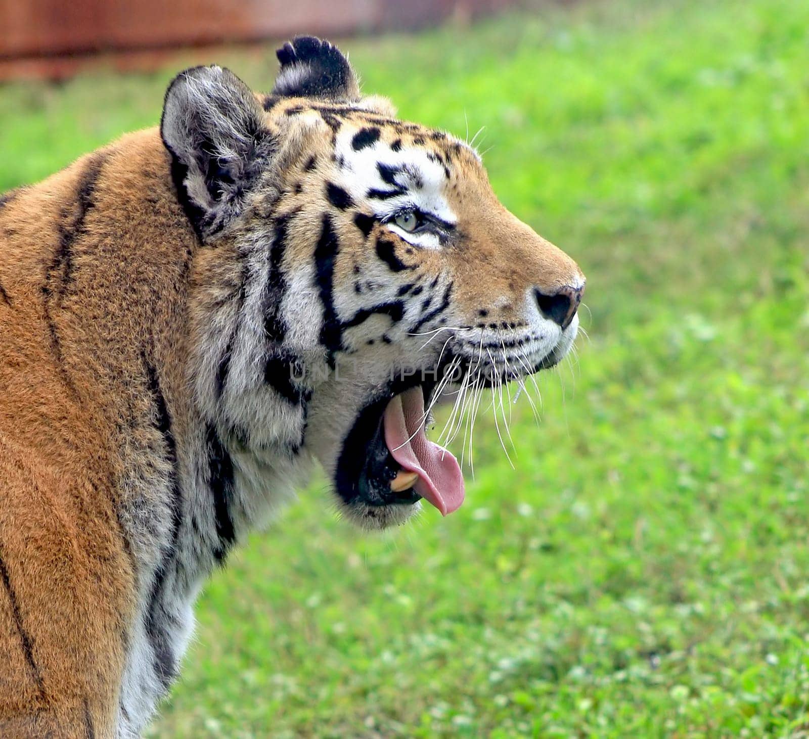 Tiger Yawn