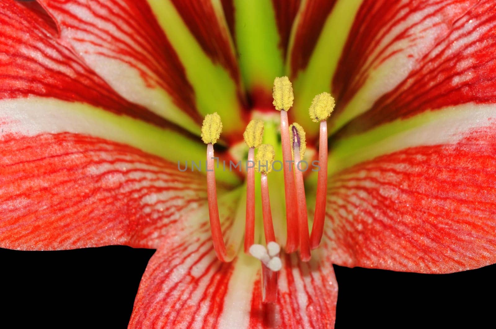 amaryllis