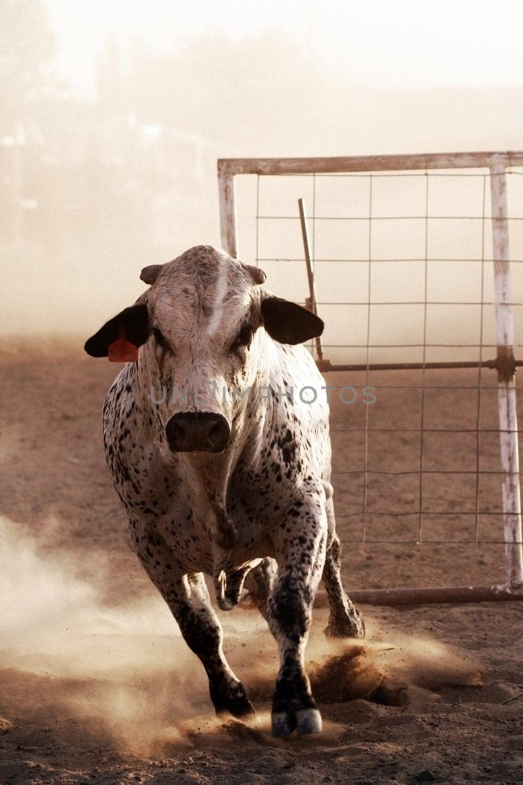 rodeo bull