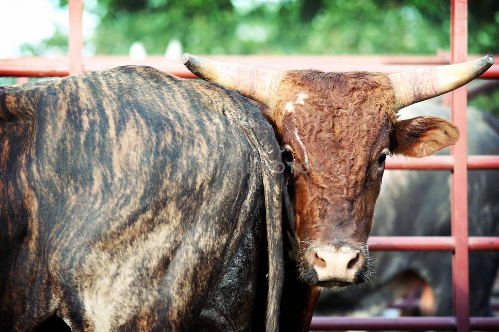 butthead - two bulls at rodeo in pen
