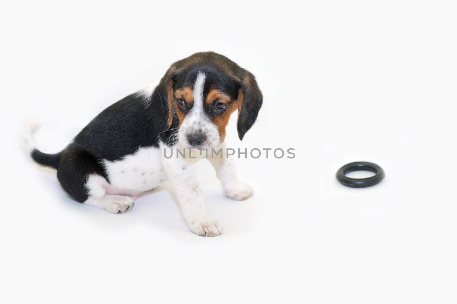Tricolor beagle puppy sitting