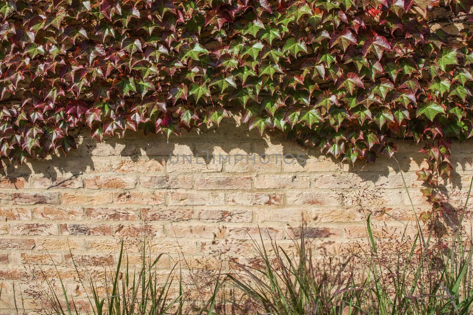 Brick wall is covered with autumn grape green and red leaves