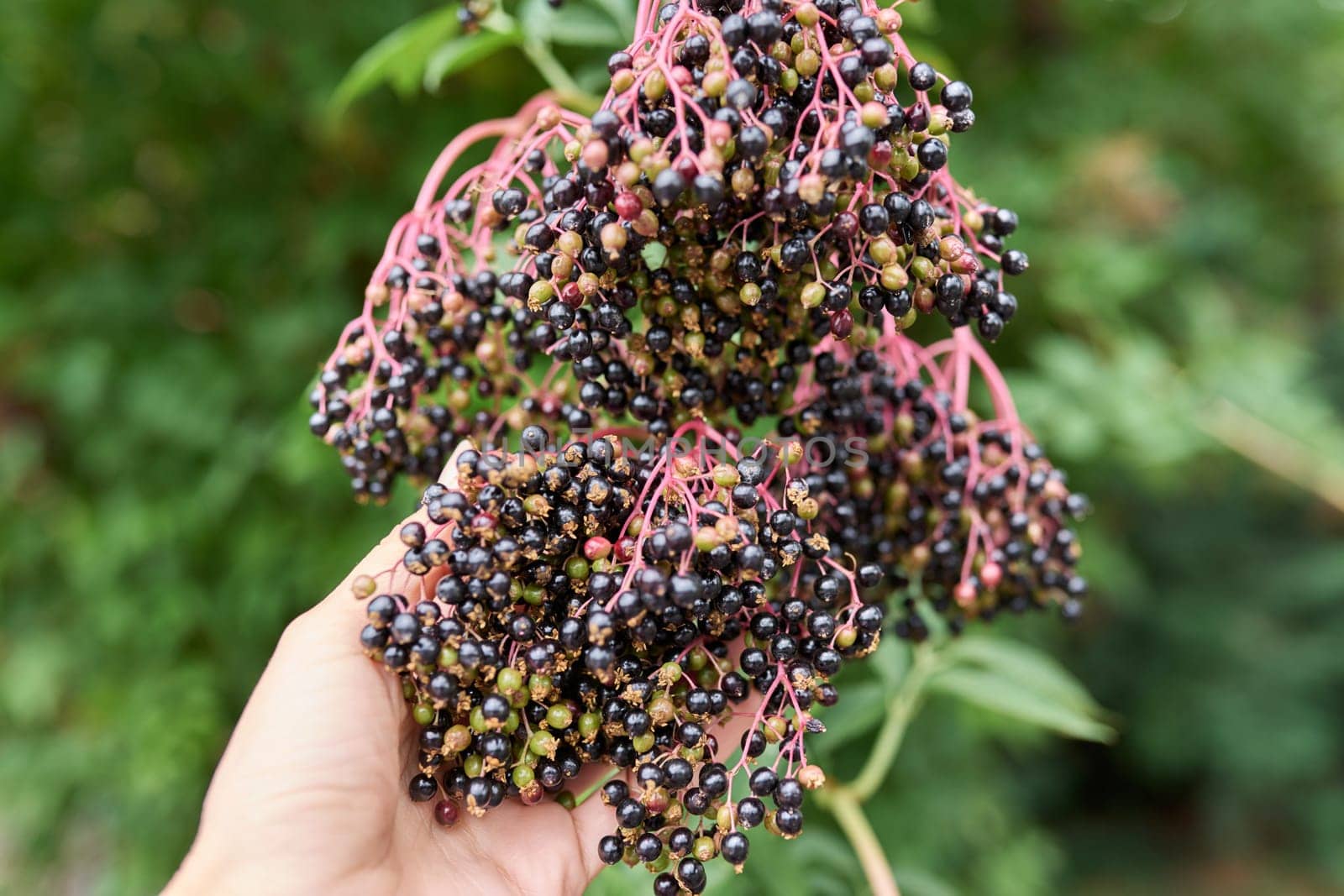 Not ripe clusters with elderberries on a bush by VH-studio