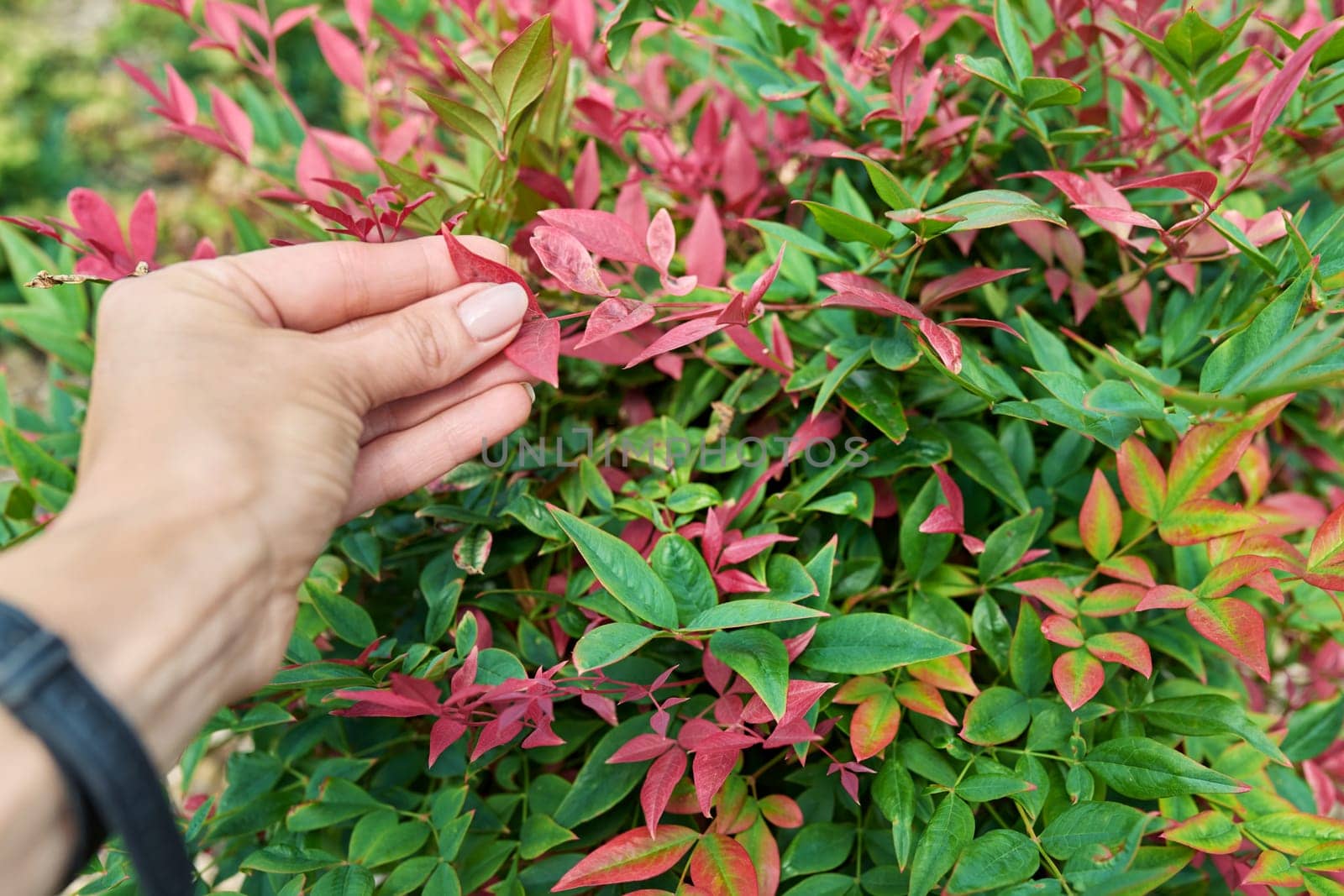 Close-up of Nandina plant, ornamental landscaping of flowerbeds by VH-studio