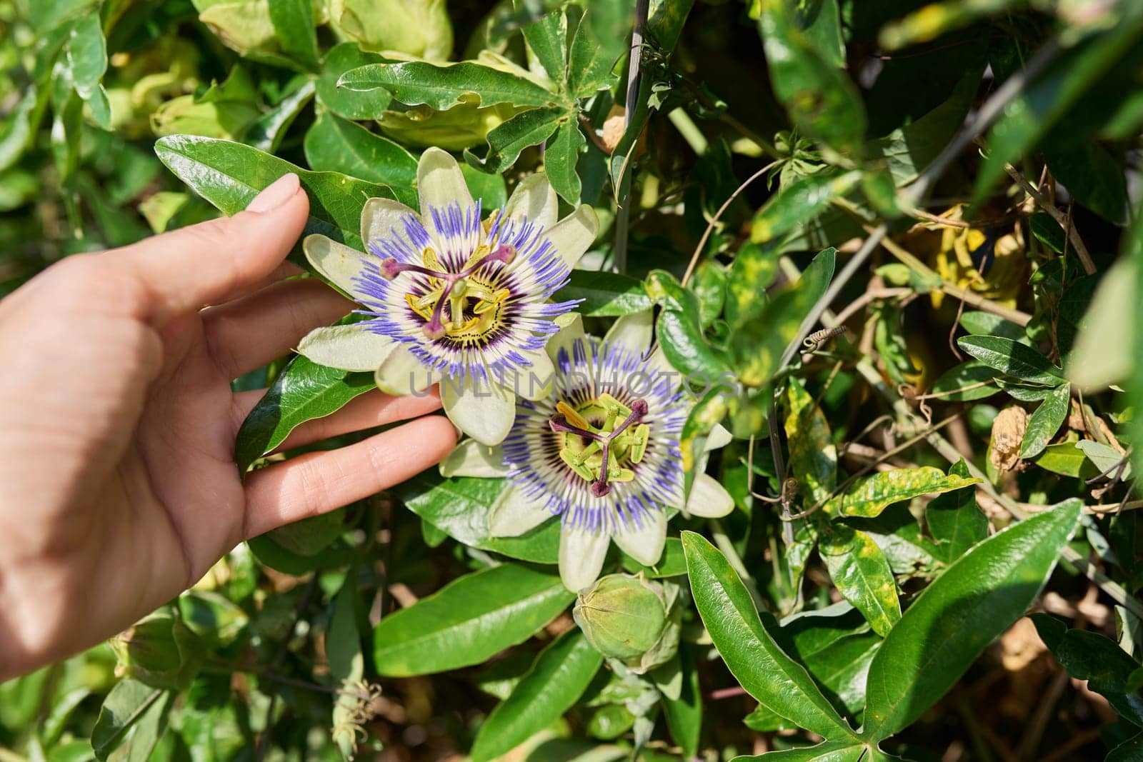 Passiflora blue plant, flowers close-up, decorative landscaping by VH-studio