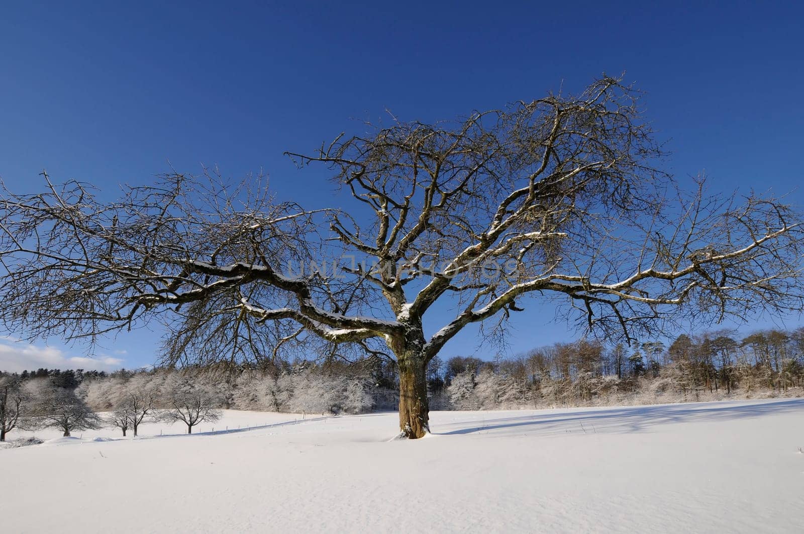 tree without christmas