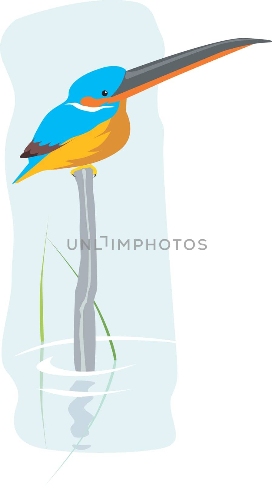 kingfisher