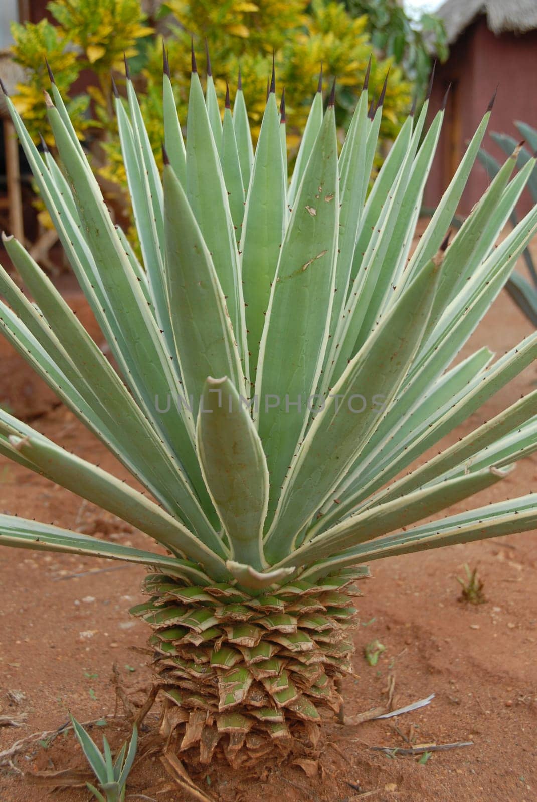 agave
