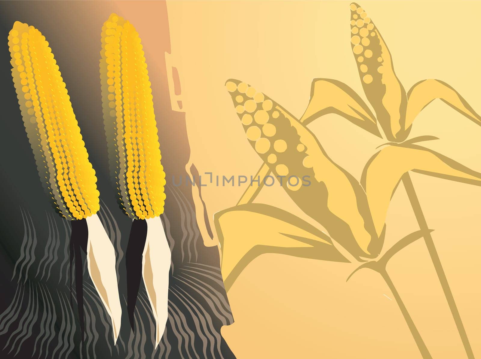 Maize
