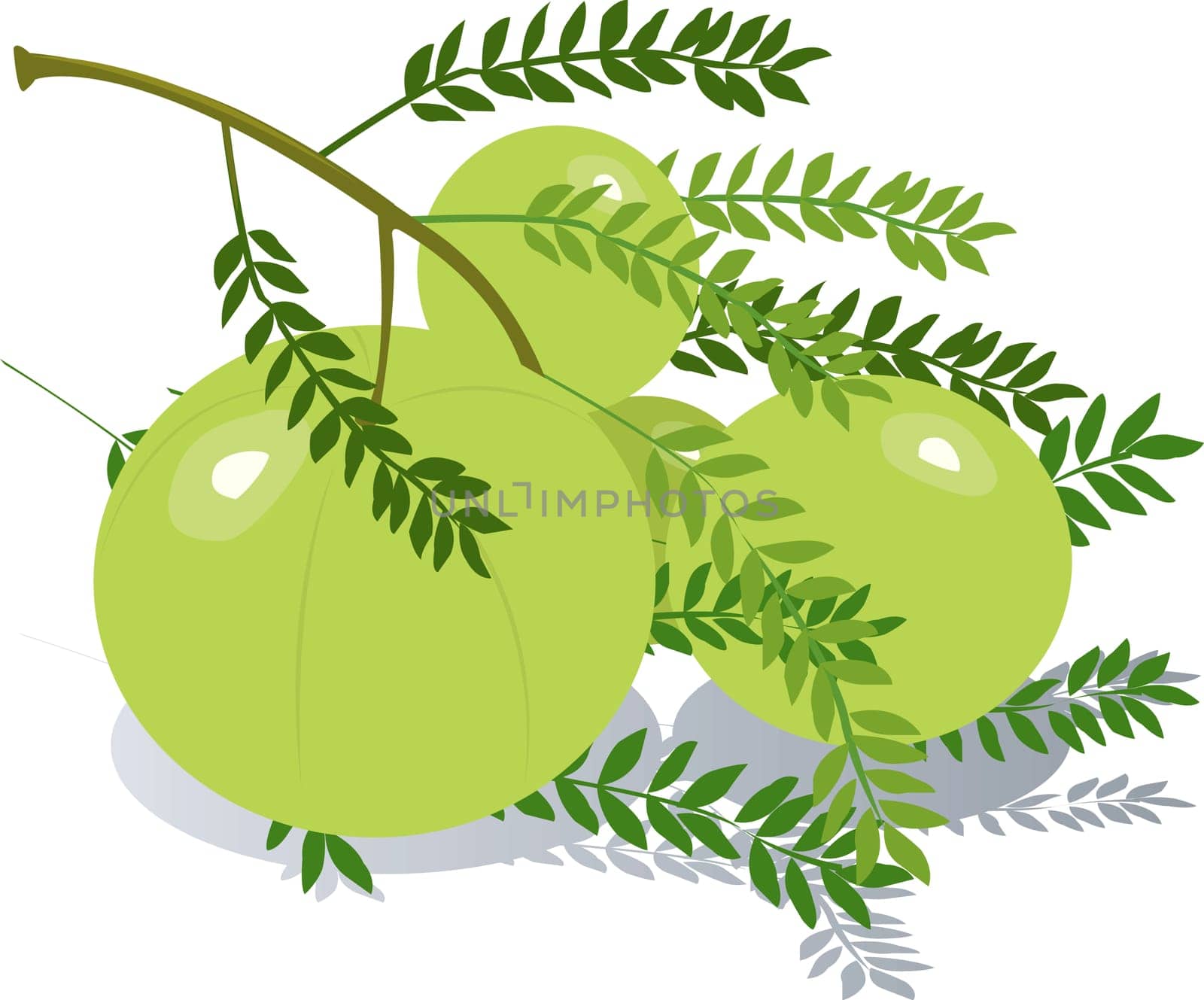Gooseberry