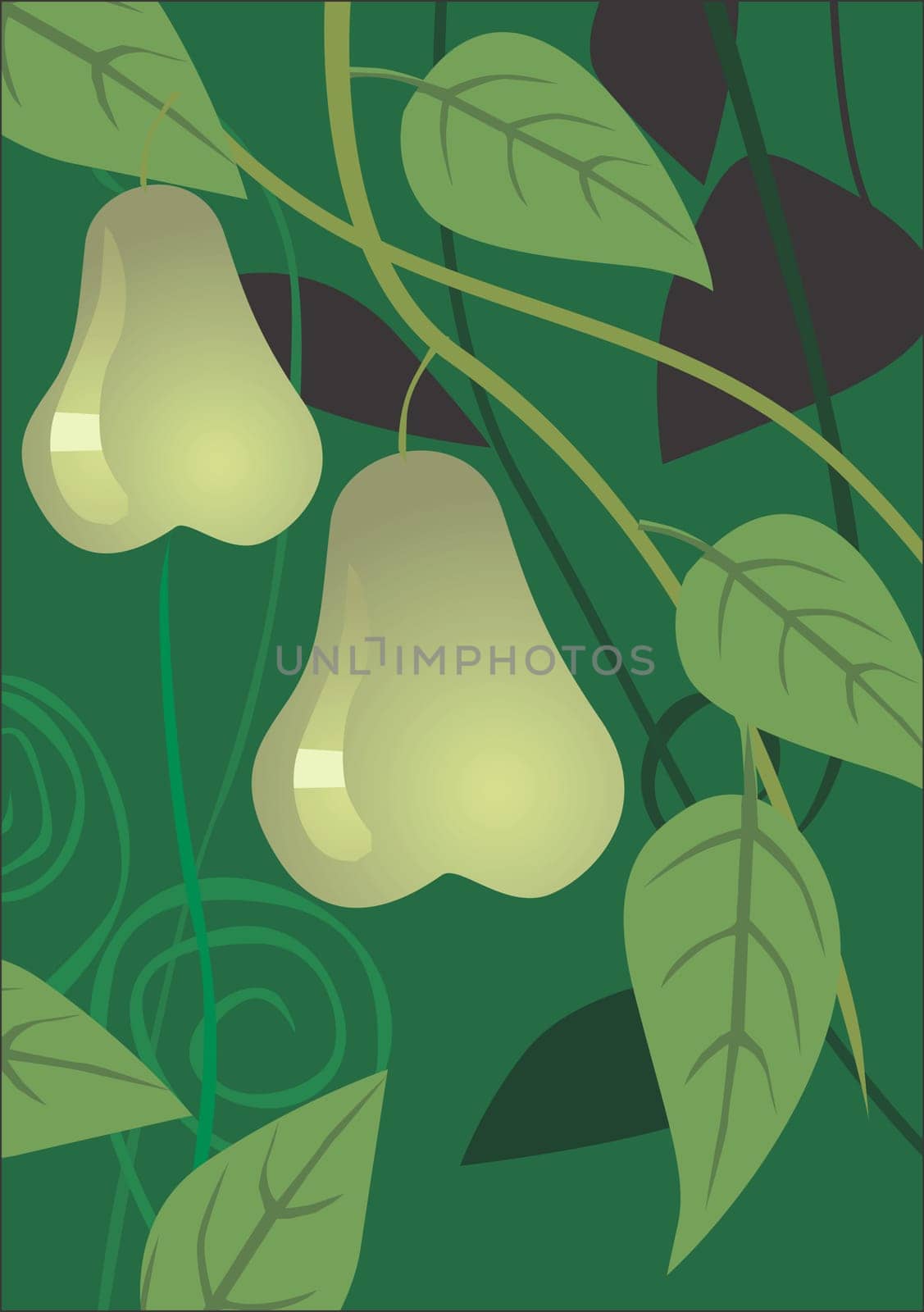 Pear