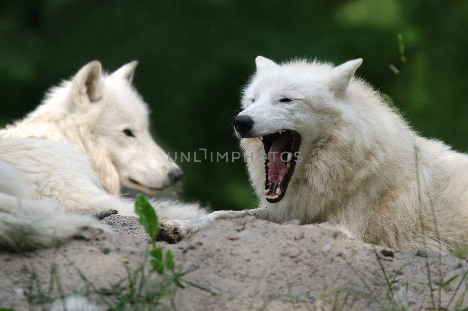 Arctic Wolf