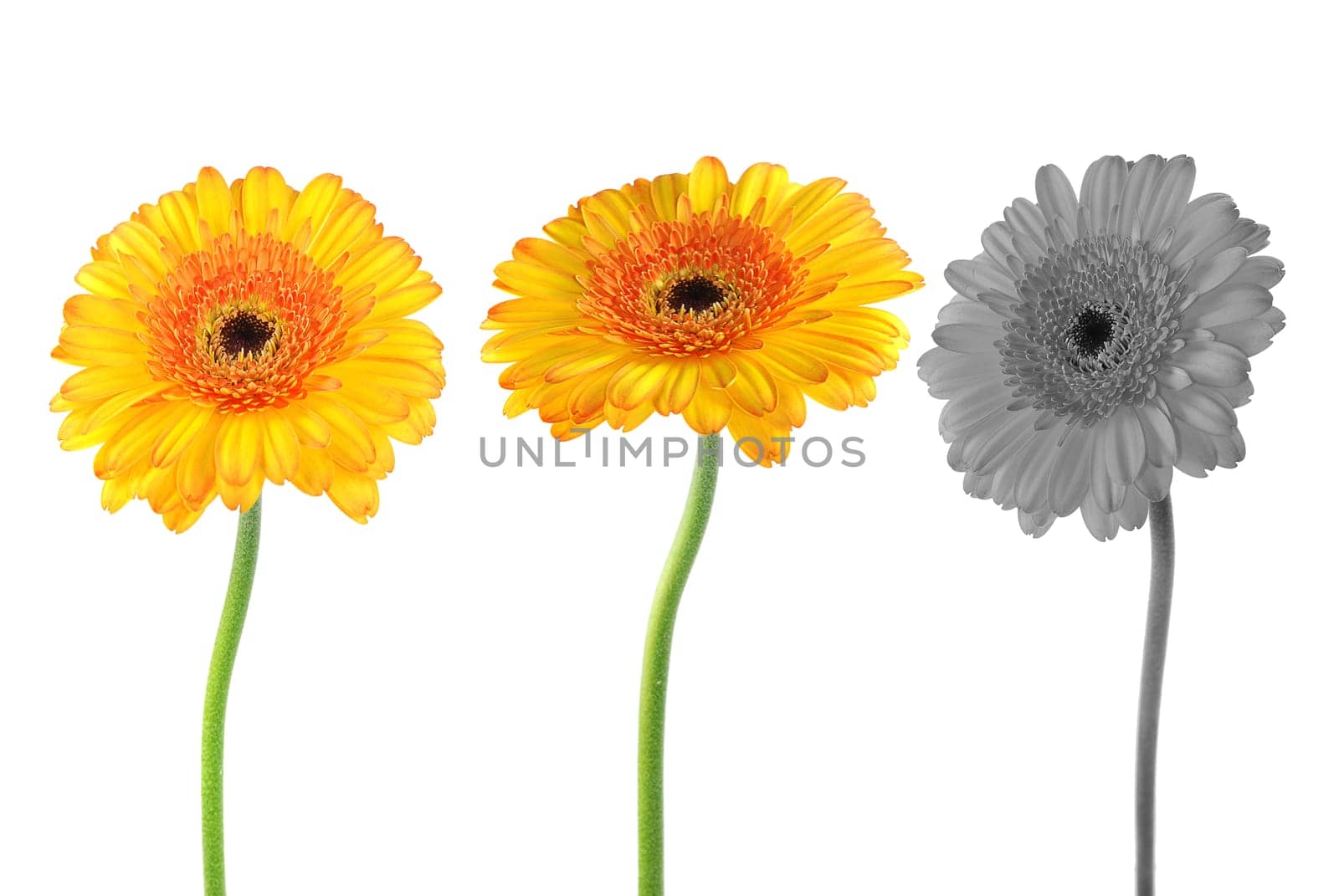 Gerbera