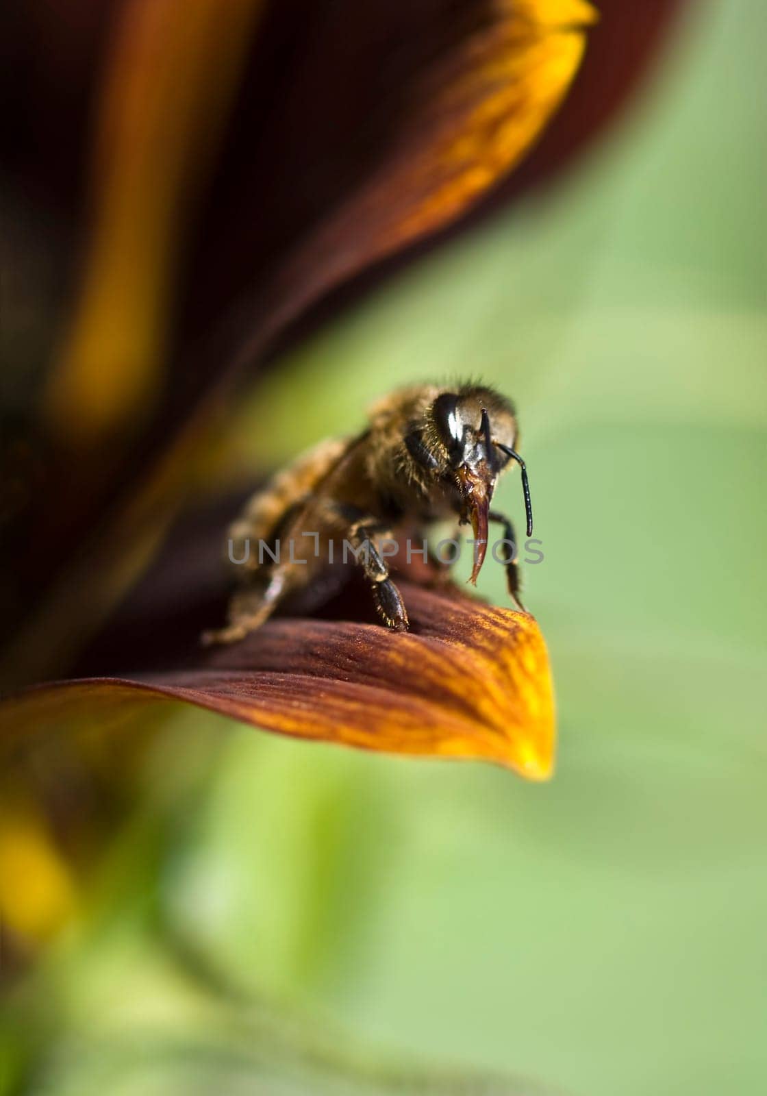 honey bee on sunflower petal proboscis close up