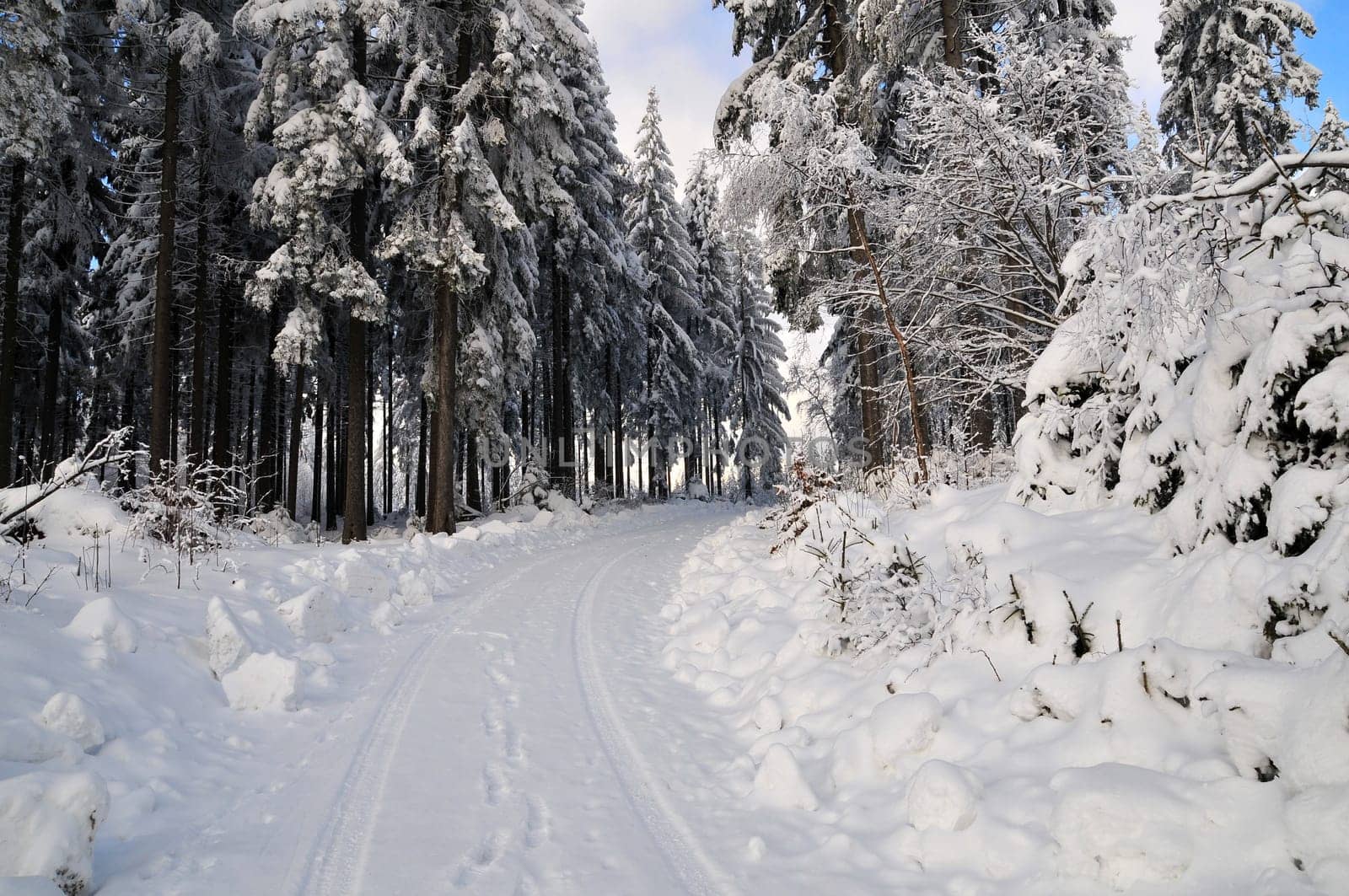 Winter Hiking Forest