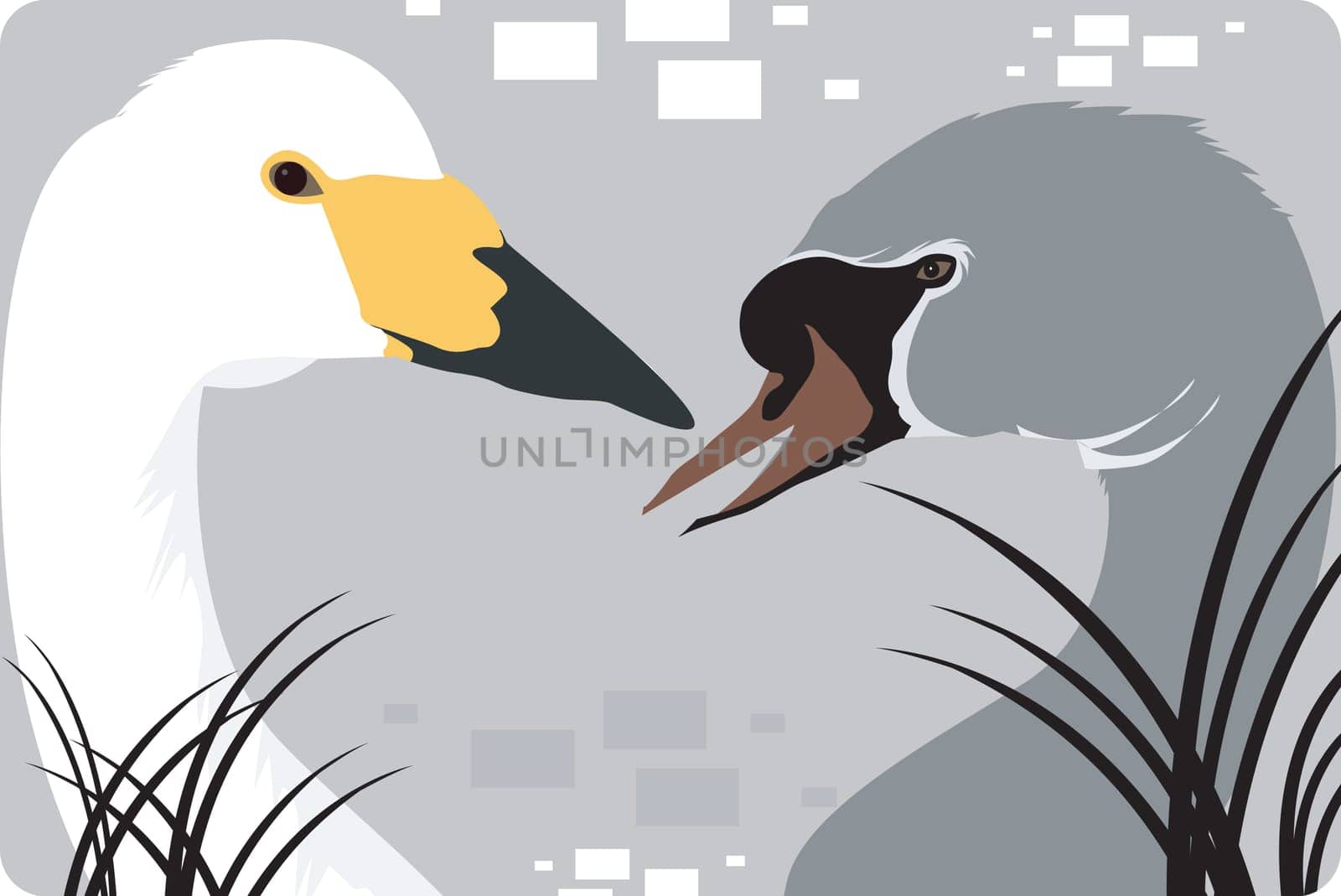 Swan