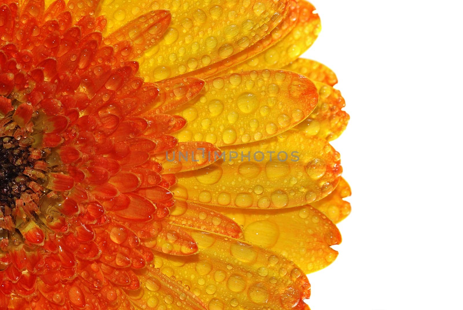 Gerbera