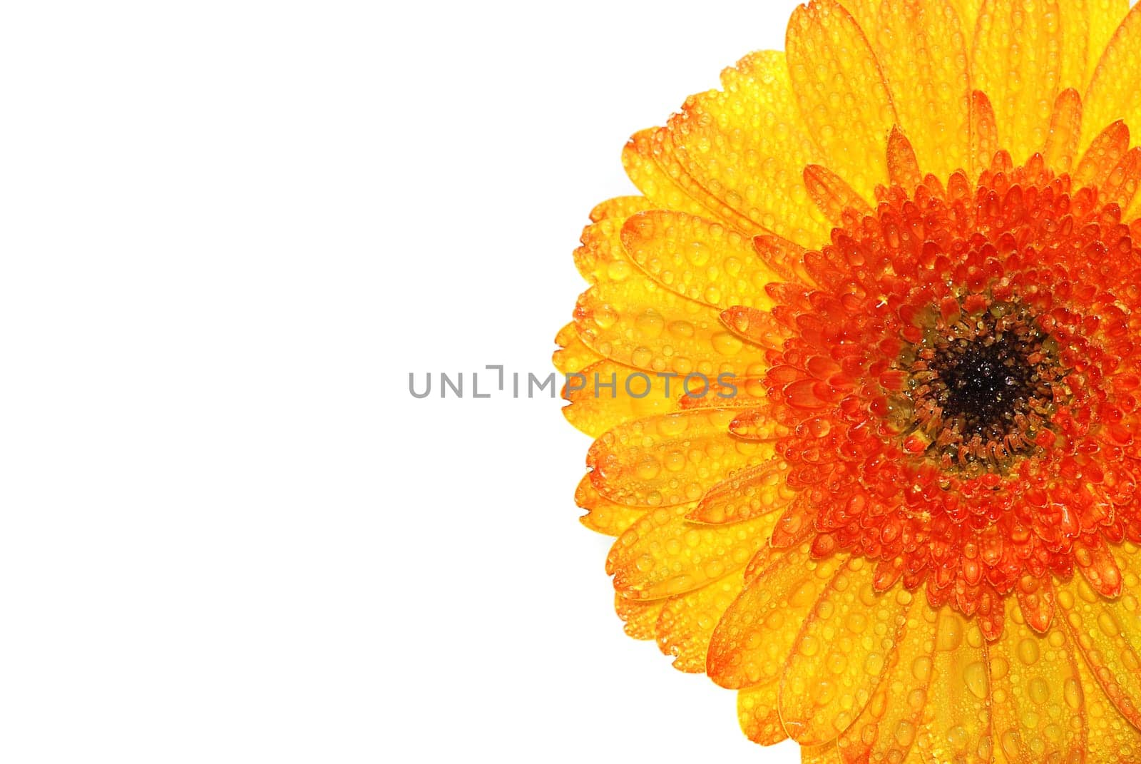 Gerbera
