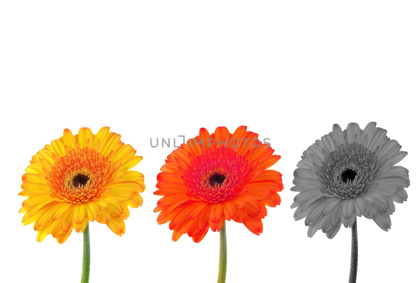 Three Gerberas