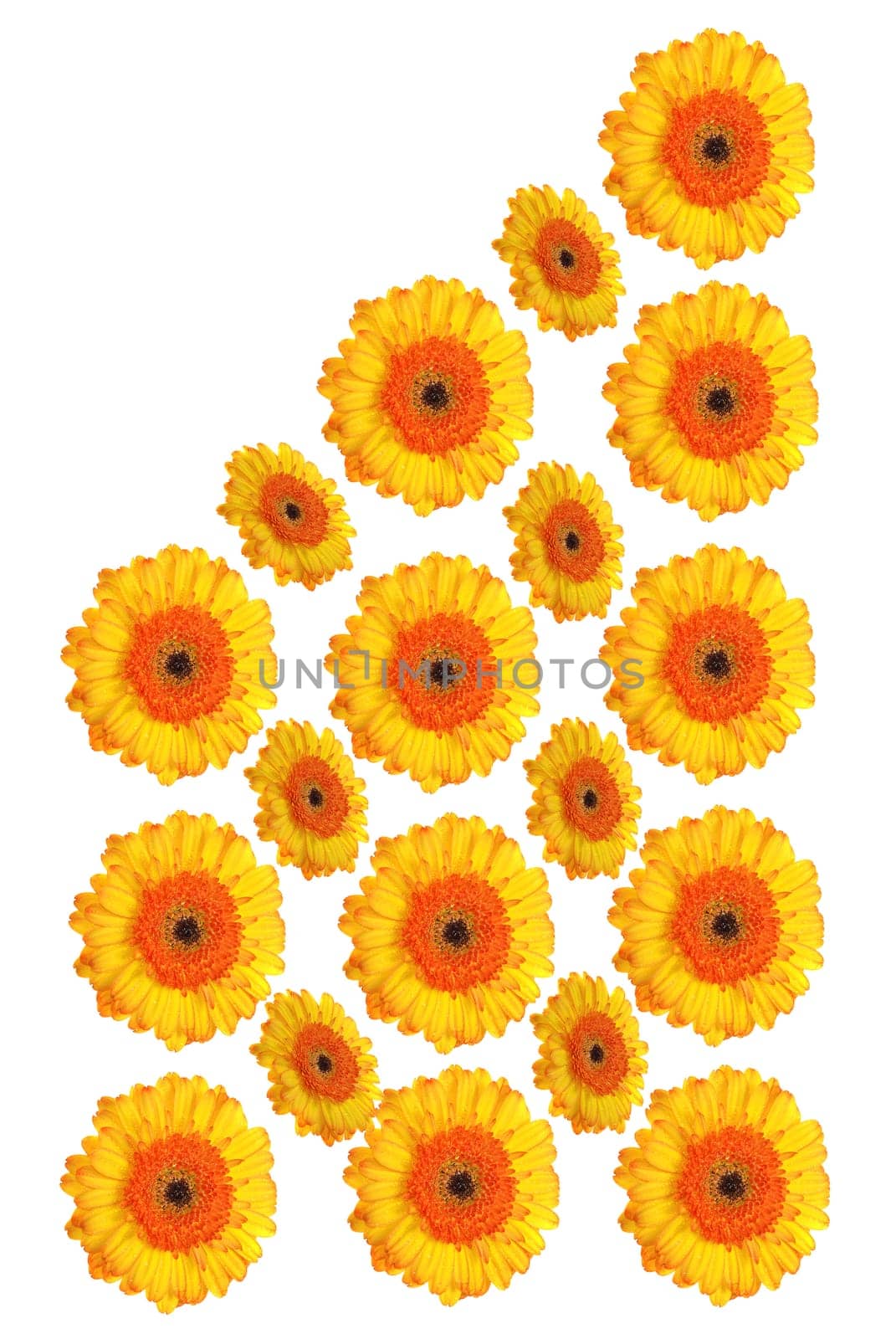 Gerbera