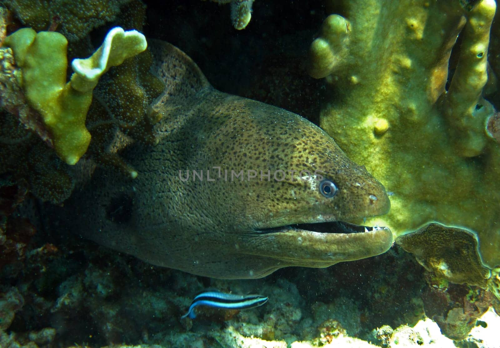 Moray