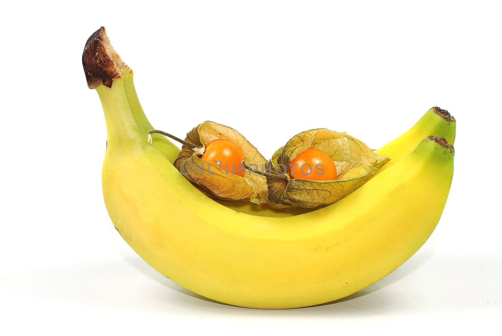 Physalis
