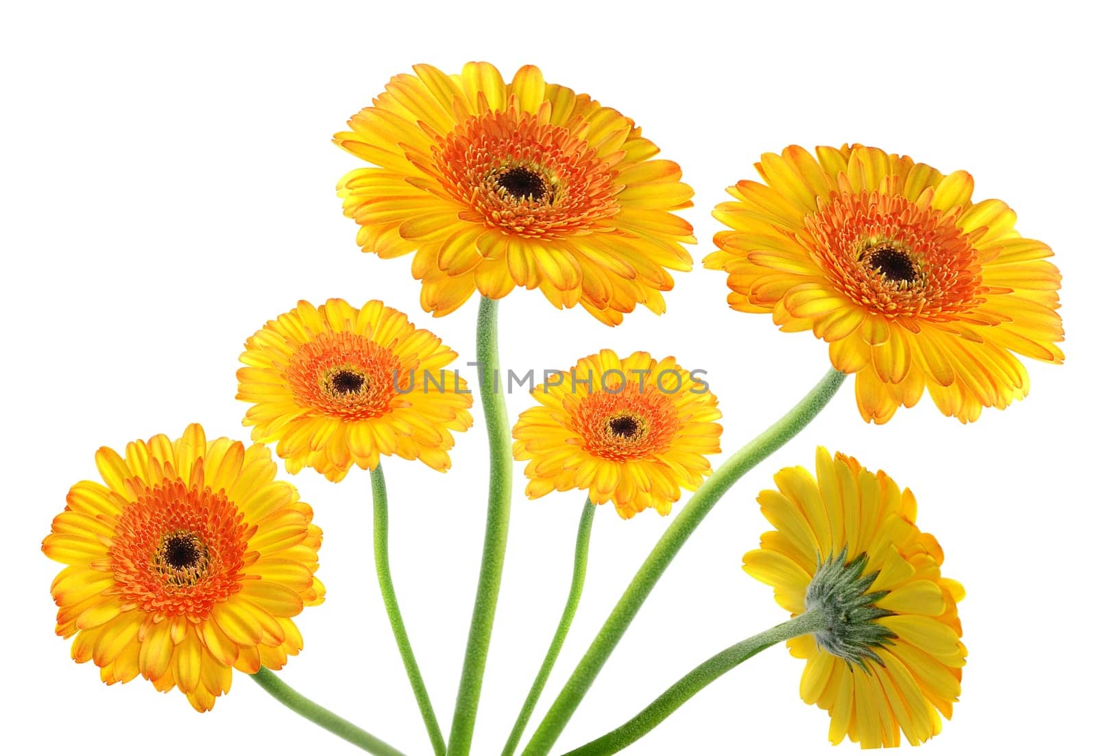 Gerbera