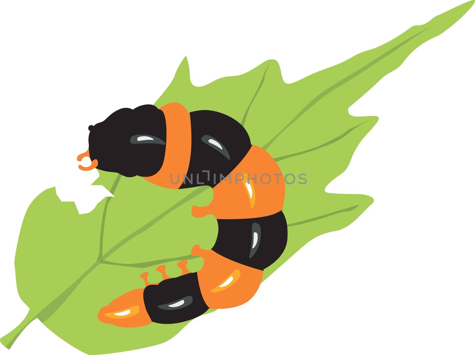 caterpillar