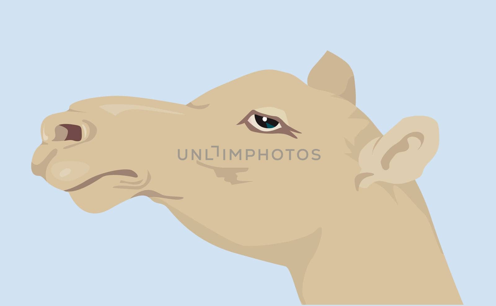 camel’s head