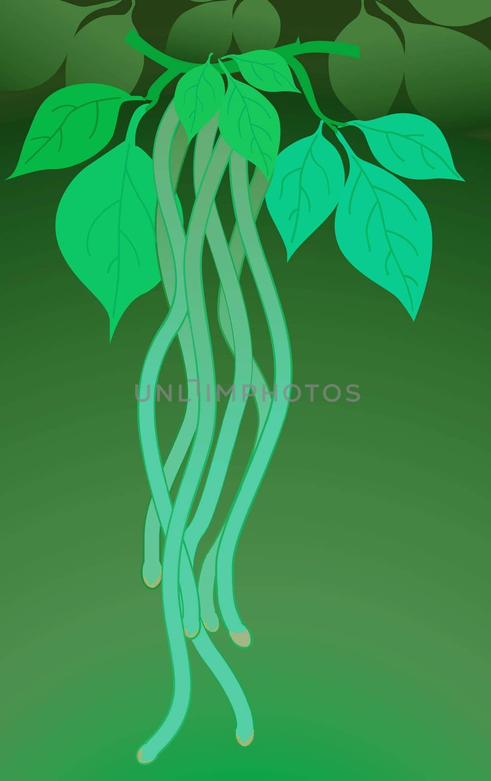 Beans