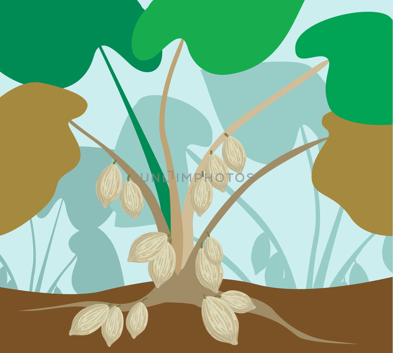 Cardamom