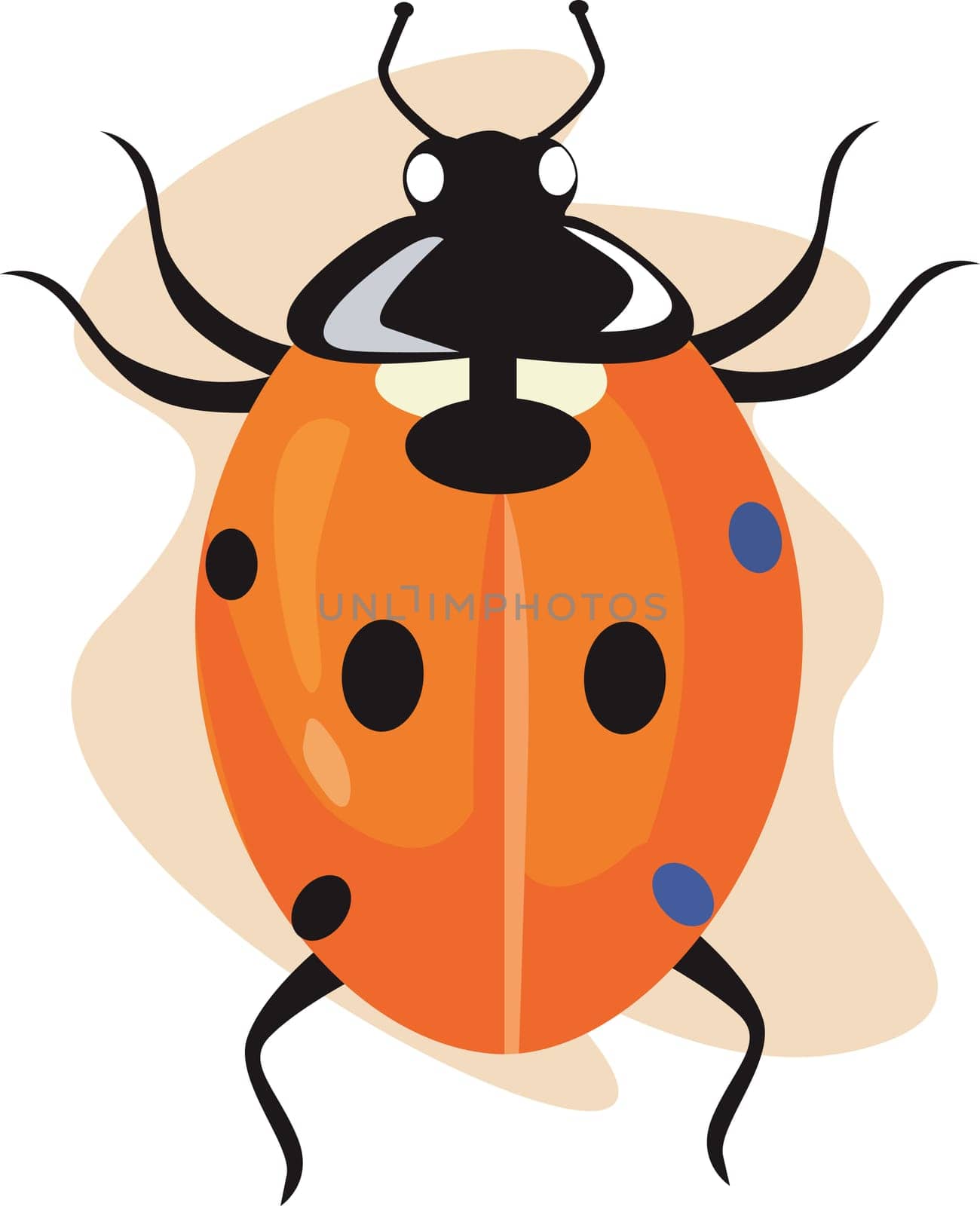 lady bug