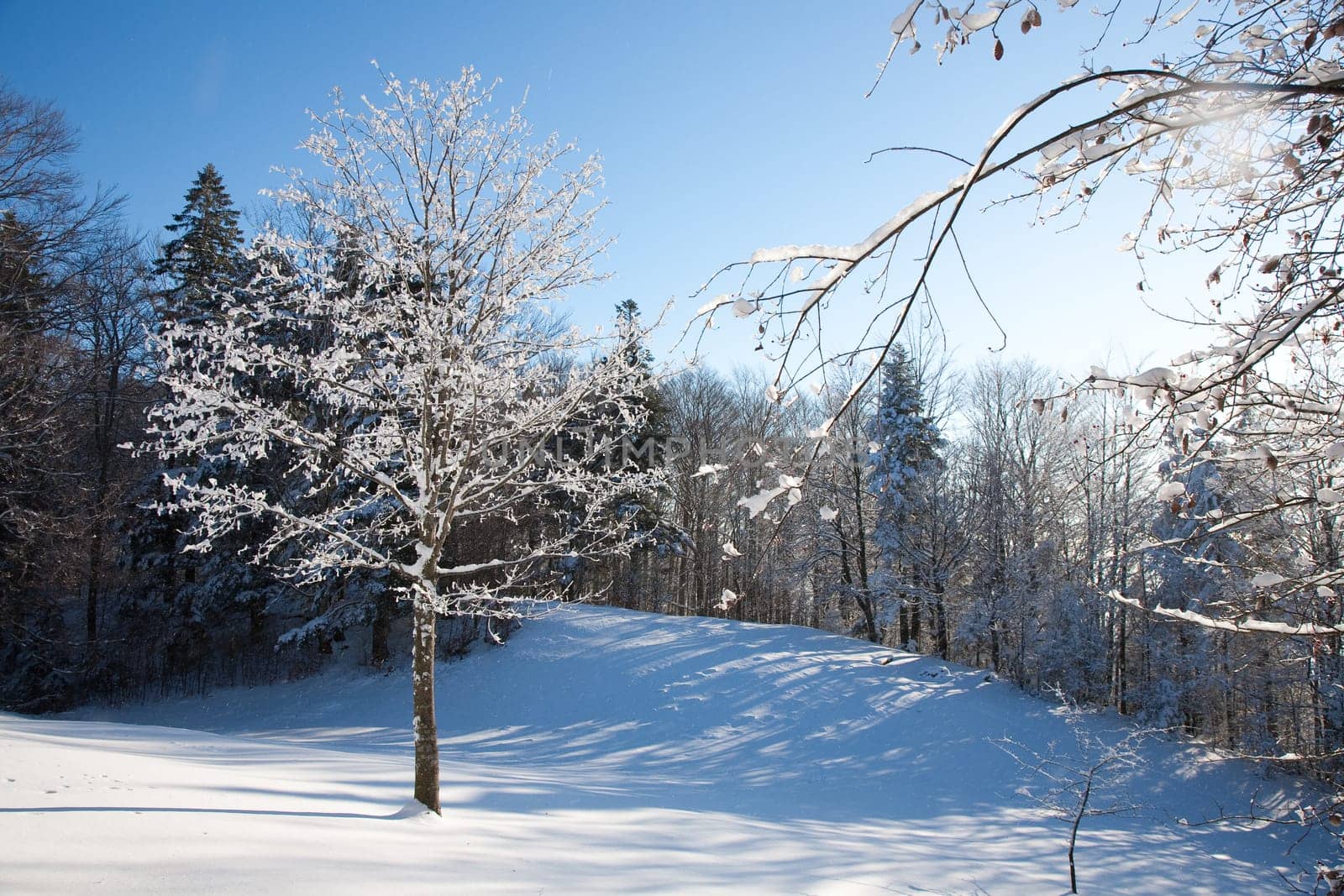 Winter Tree