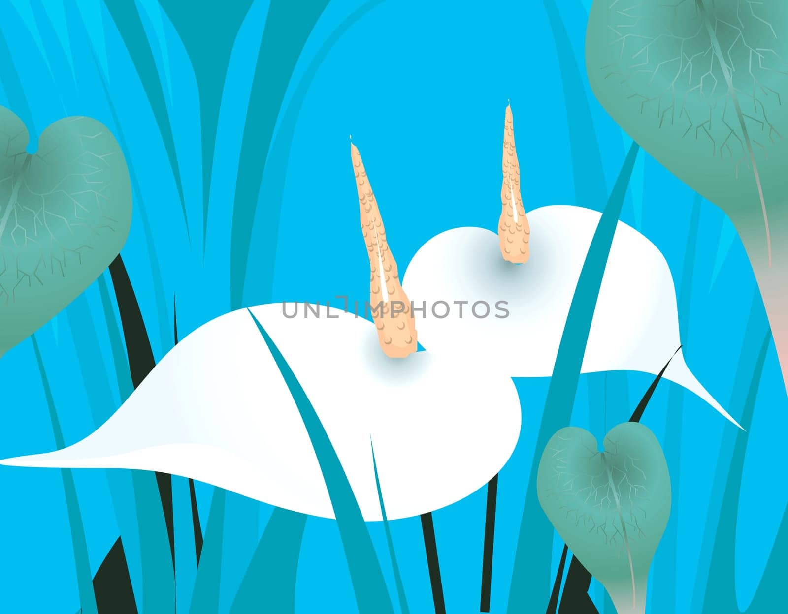 Anthurium