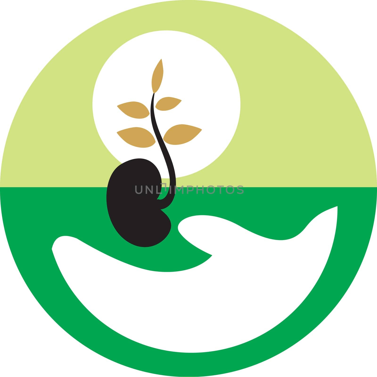 Plant