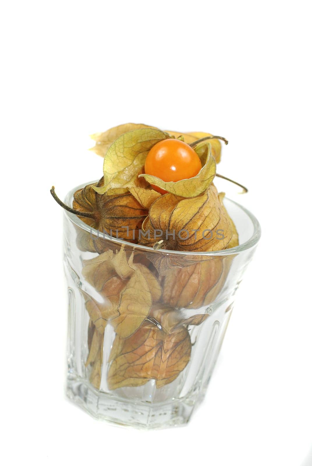 Physalis