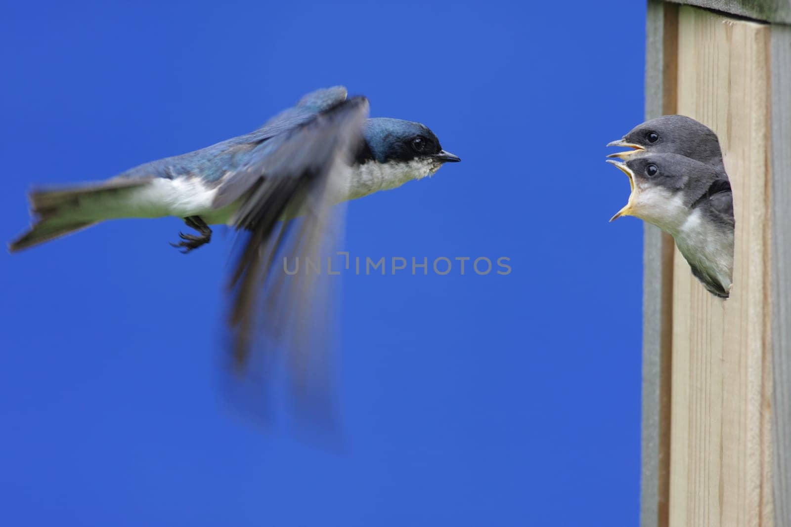 Tree Swallow Feeding Babies