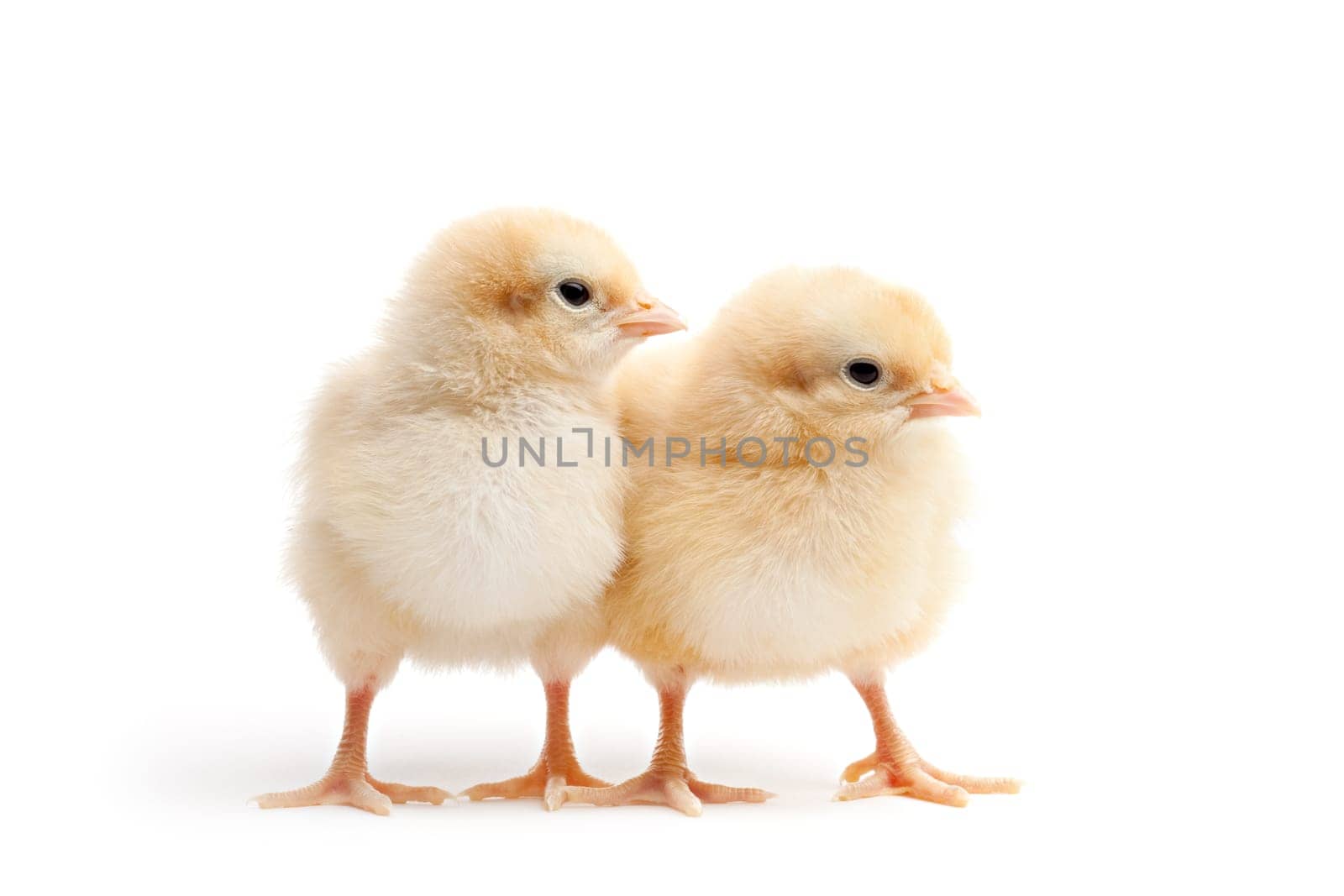 two young chicks isolated on white