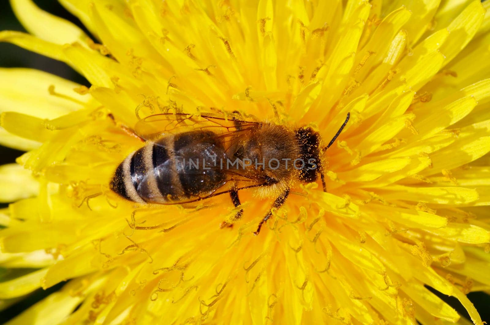 bee on the bloom