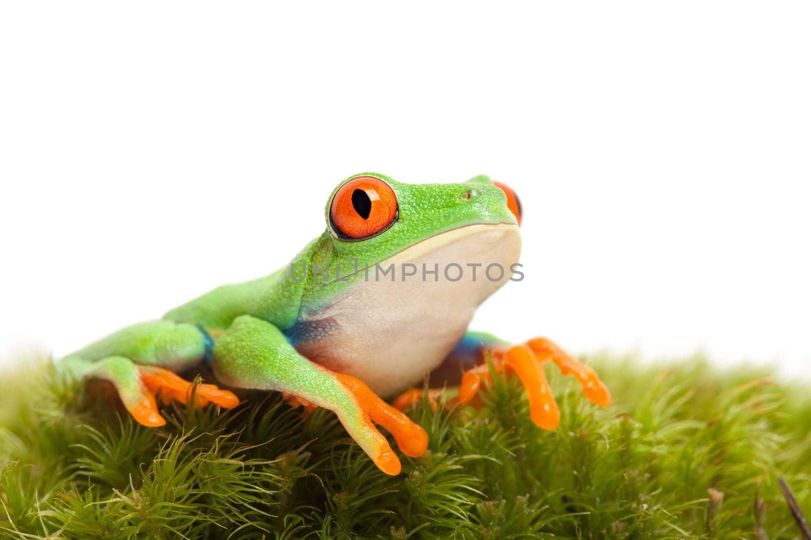 frog on moss isolated white